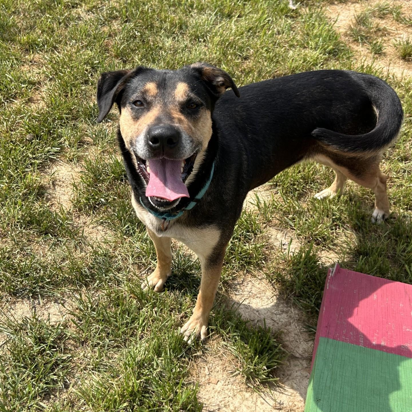 Leia, a ADOPTABLE mixed breed in Shepherdsville, KY image 4/4