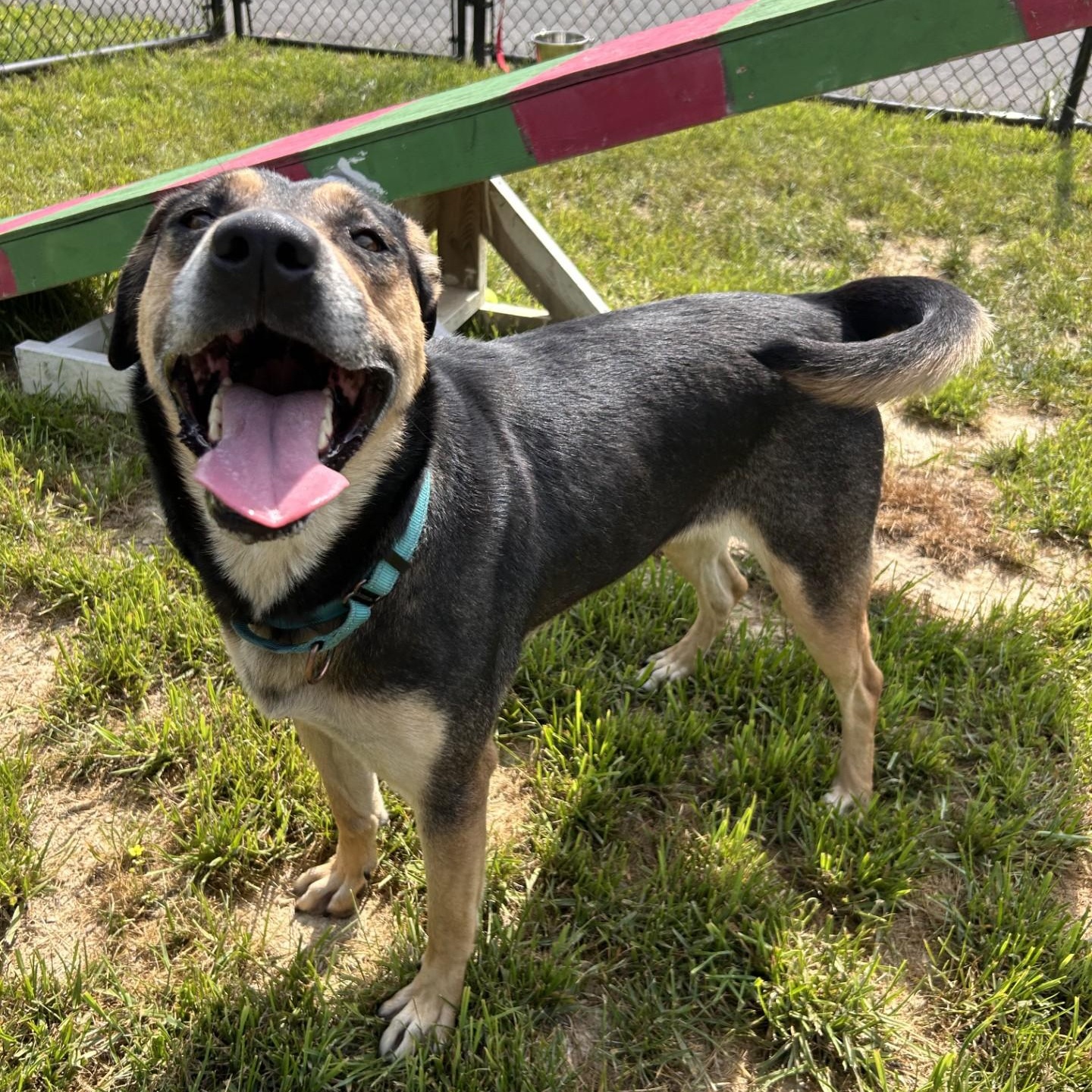 Leia, a ADOPTABLE mixed breed in Shepherdsville, KY image 2/4