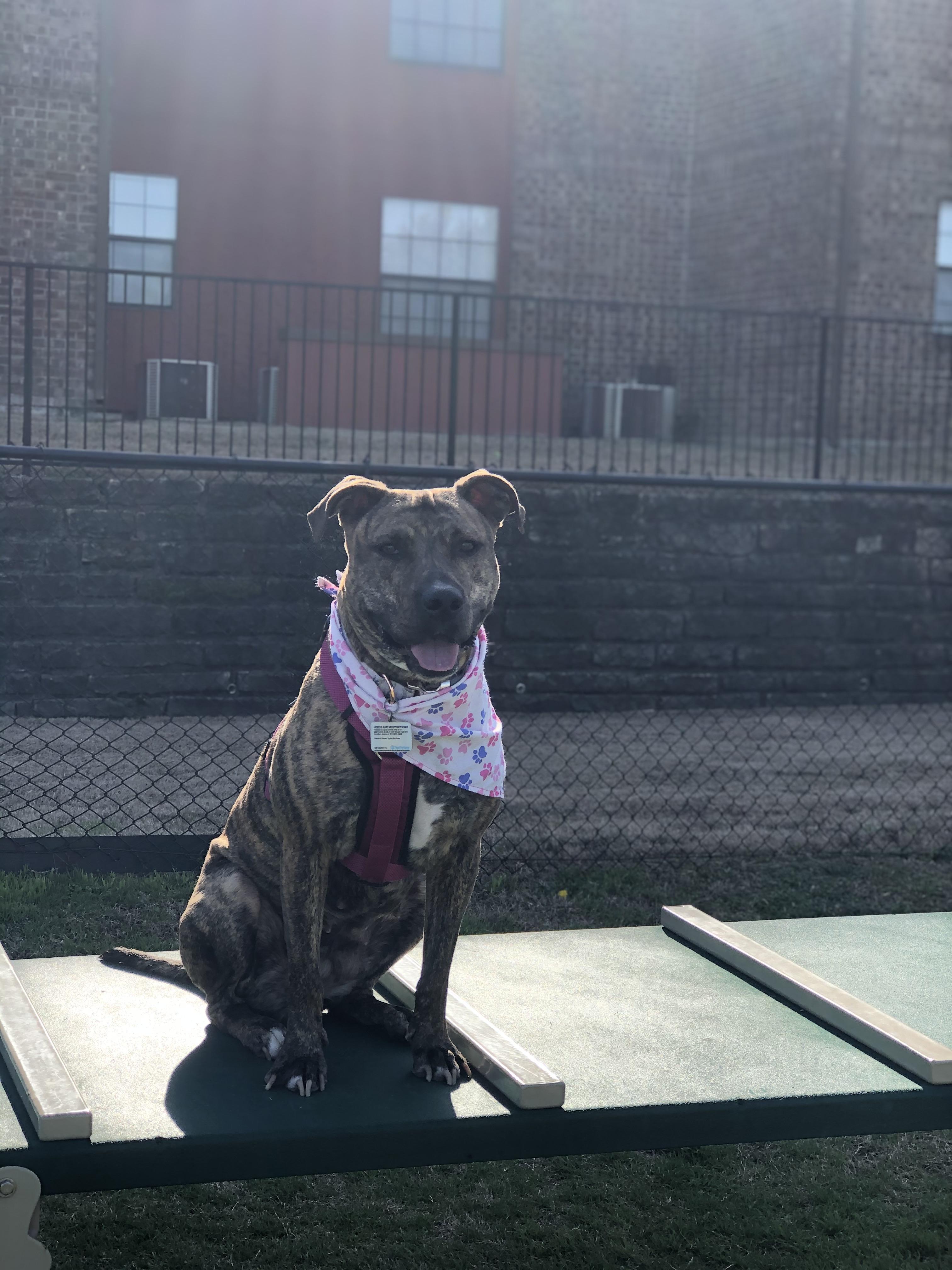 Pickles - Courtesy Listing