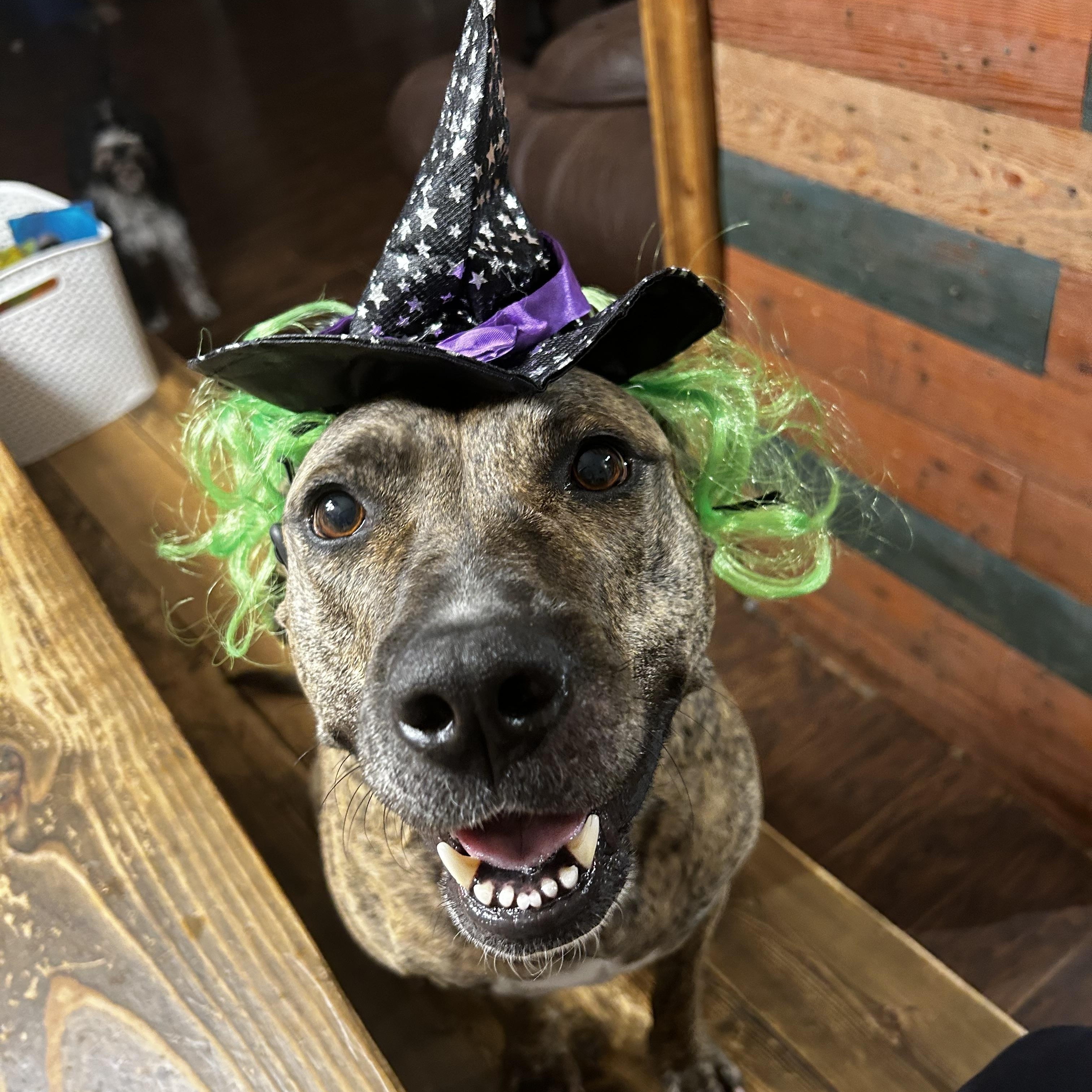 Enlarge Pickles - Courtesy Listing, a Adoptable mixed breed in Weatherford, TX image 4/4