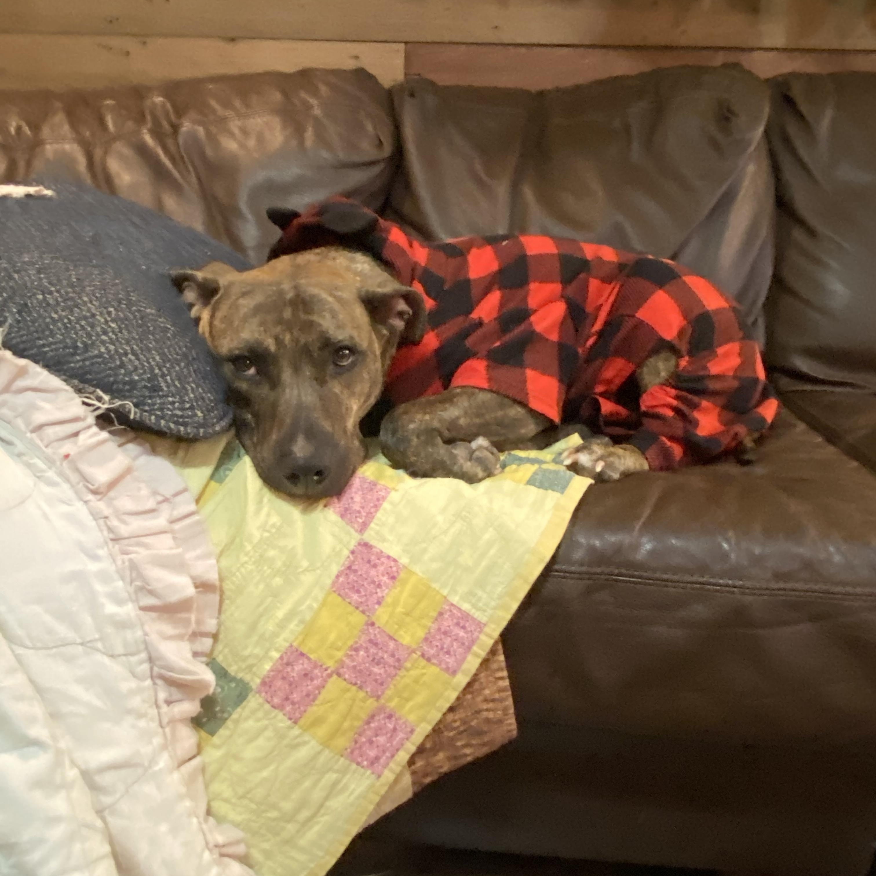 Enlarge Pickles - Courtesy Listing, a Adoptable mixed breed in Weatherford, TX image 1/4