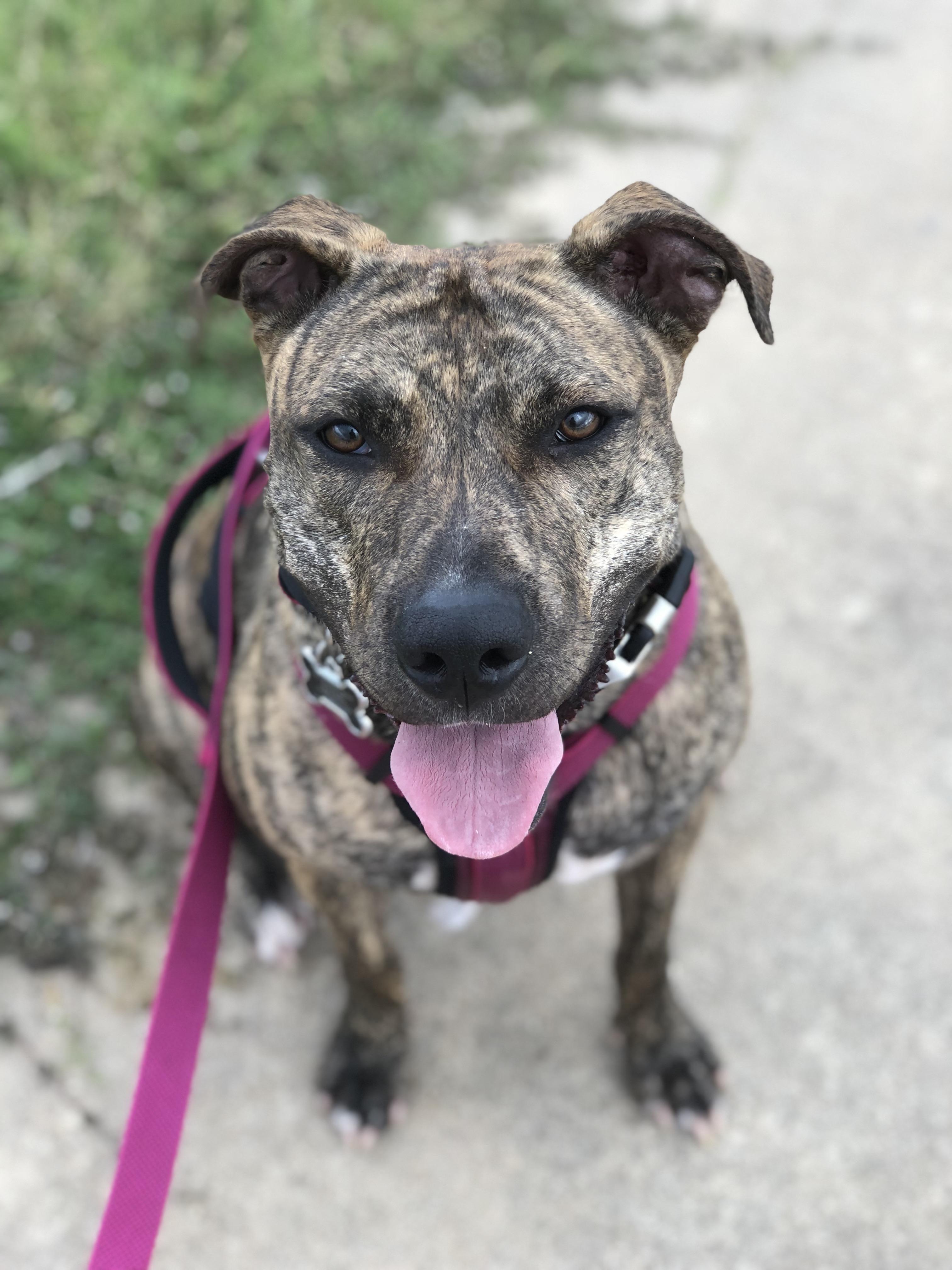 Enlarge Pickles - Courtesy Listing, a Adoptable mixed breed in Weatherford, TX image 2/4