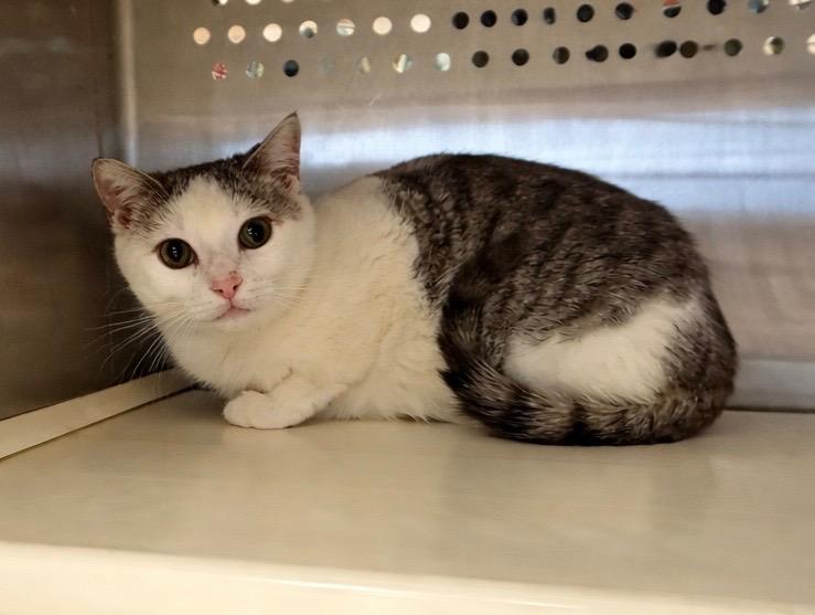 Toad, Adoptable, Young Female Domestic Short Hair.