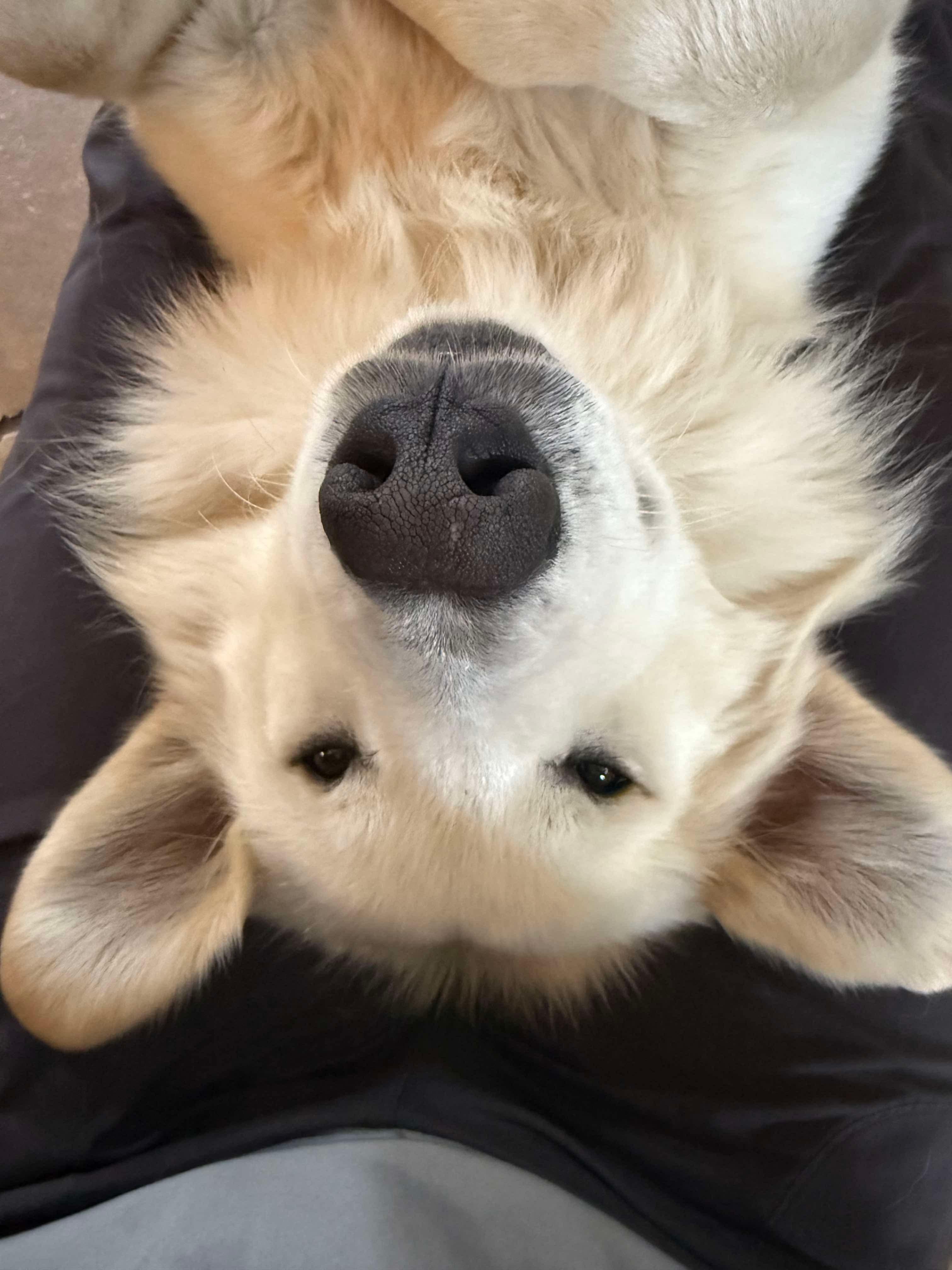 Enlarge Barney, an adopted mixed breed in Humble, TX image 6/6