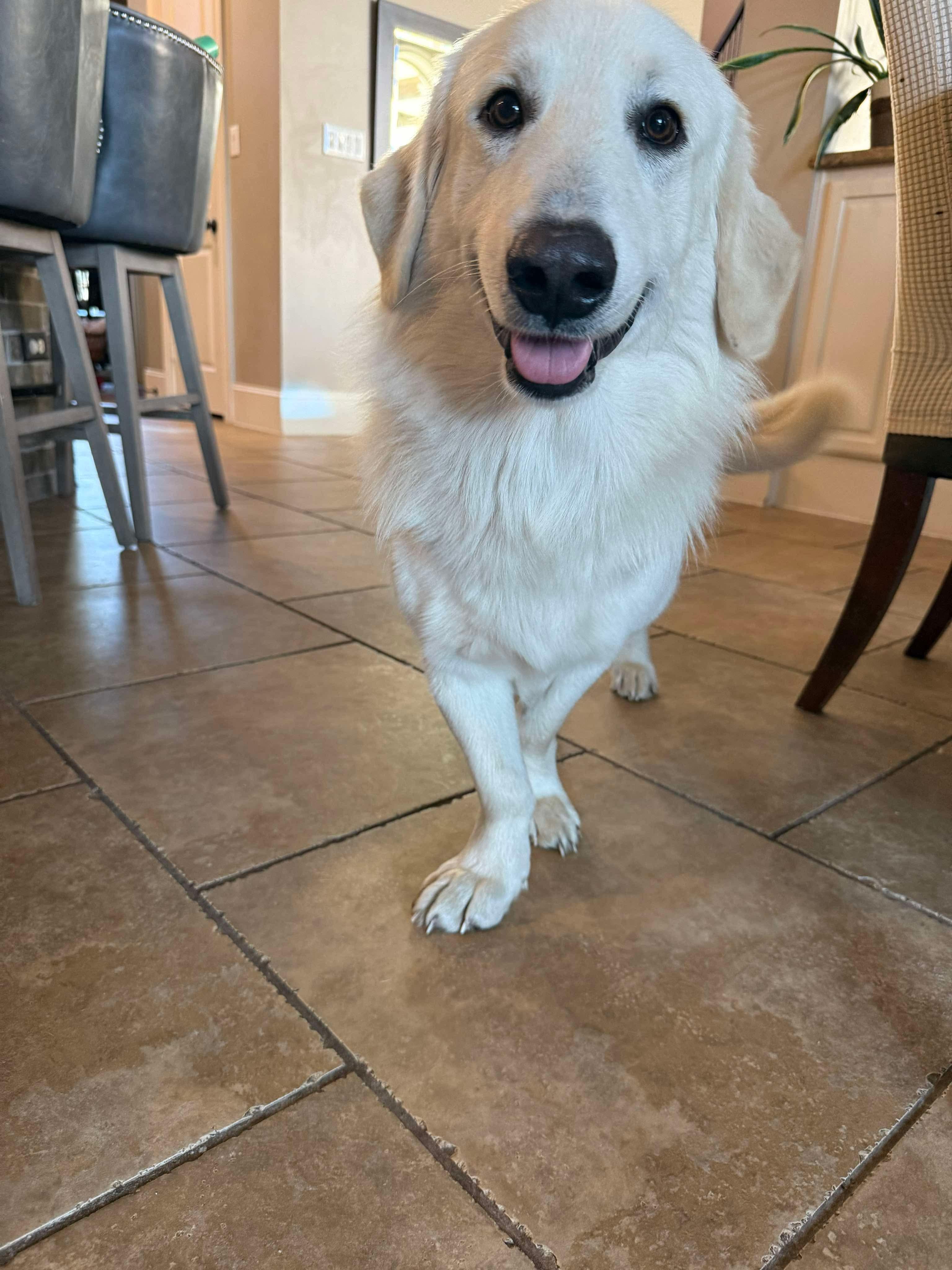 Enlarge Barney, an adopted mixed breed in Humble, TX image 1/6