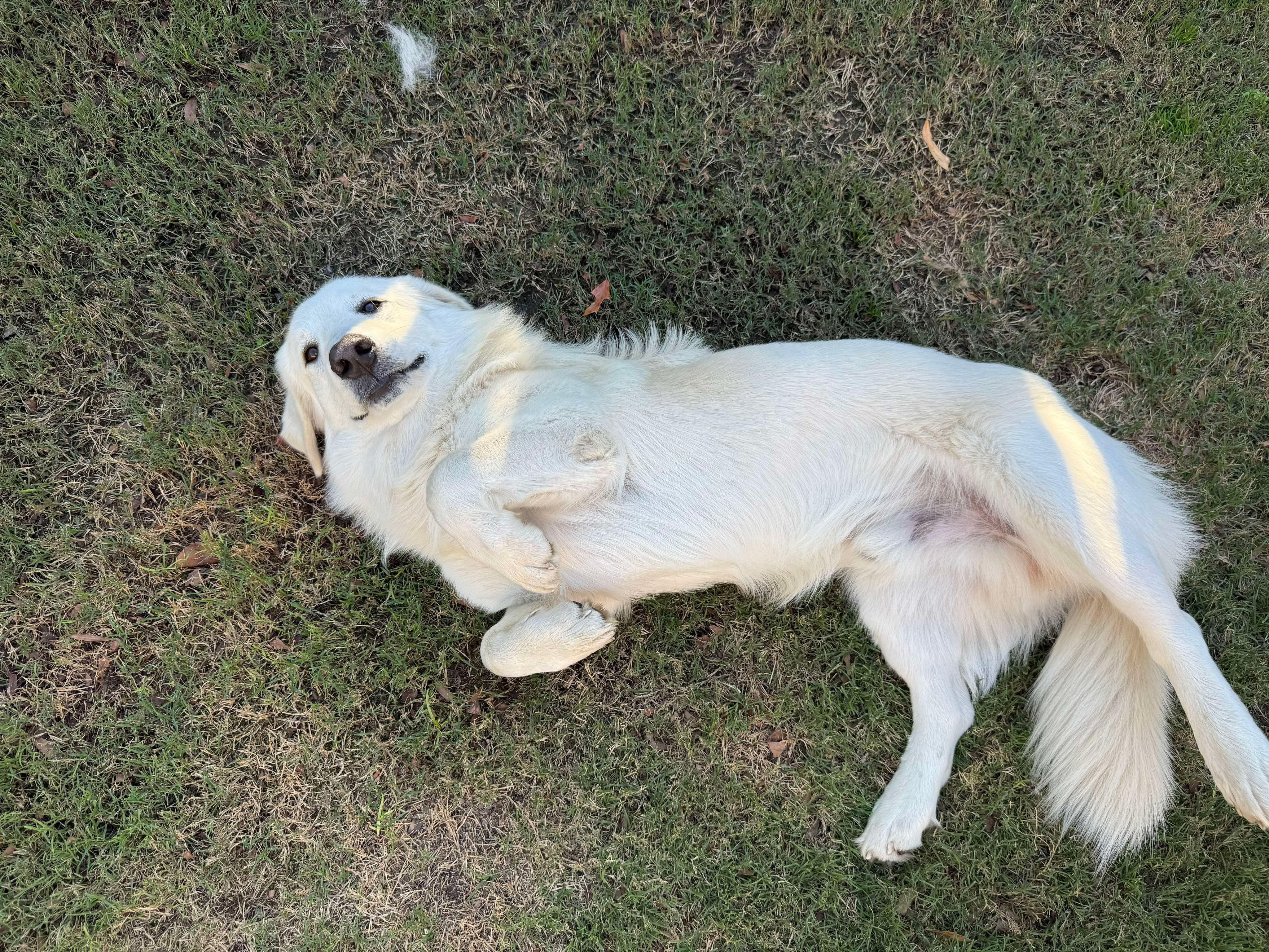 Enlarge Barney, an adopted mixed breed in Humble, TX image 4/6