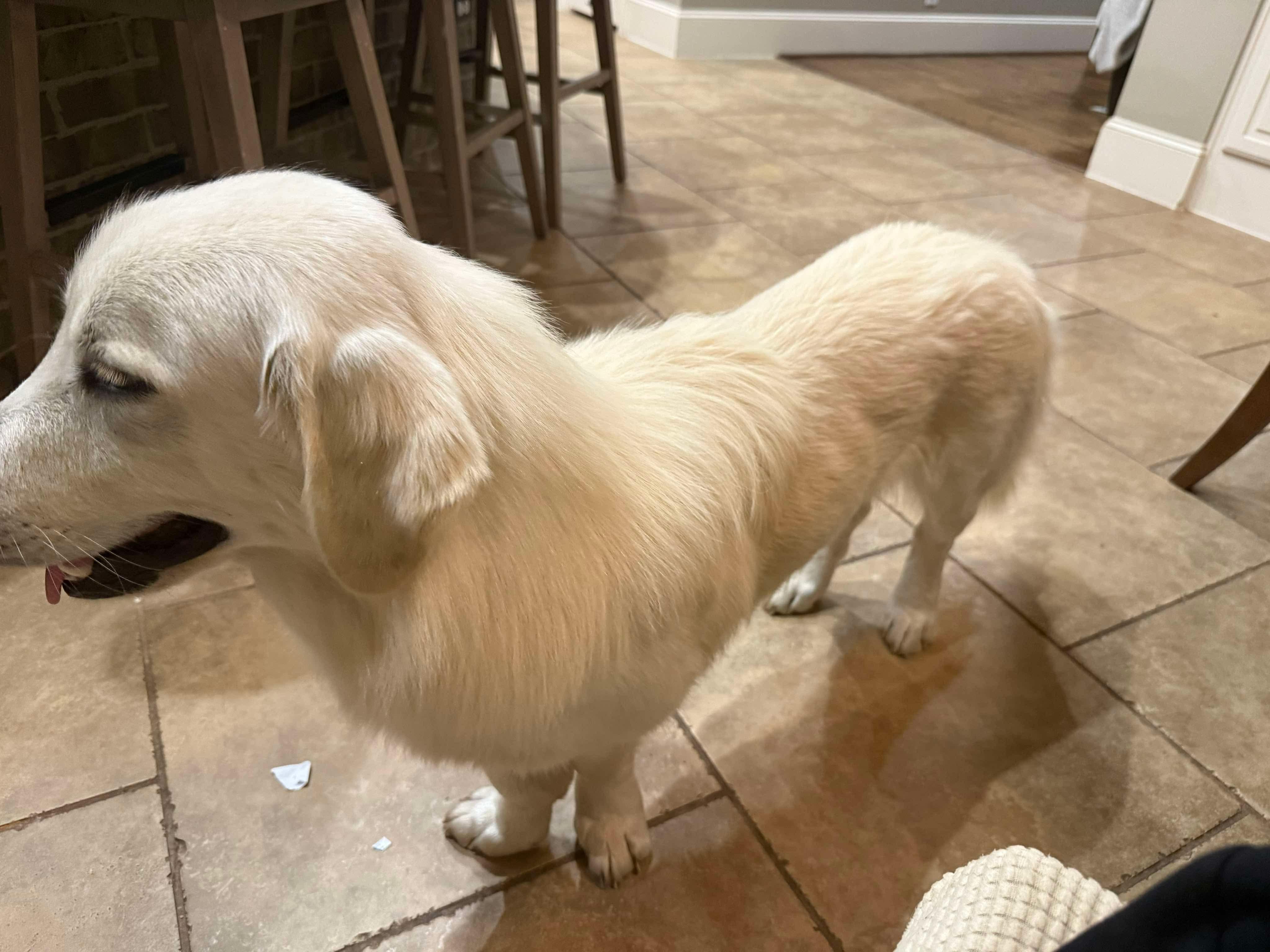 Enlarge Barney, an adopted mixed breed in Humble, TX image 3/6