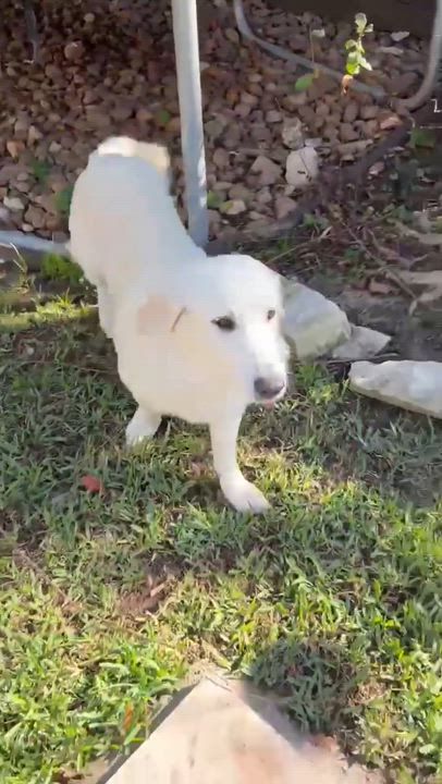 Enlarge Barney, an adopted mixed breed in Humble, TX video 2/6