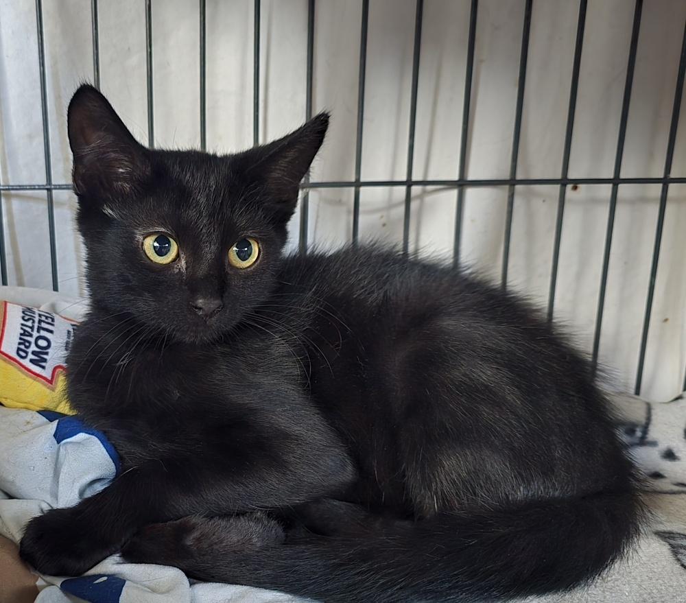Magpie, Adoptable, Kitten Female Domestic Short Hair.