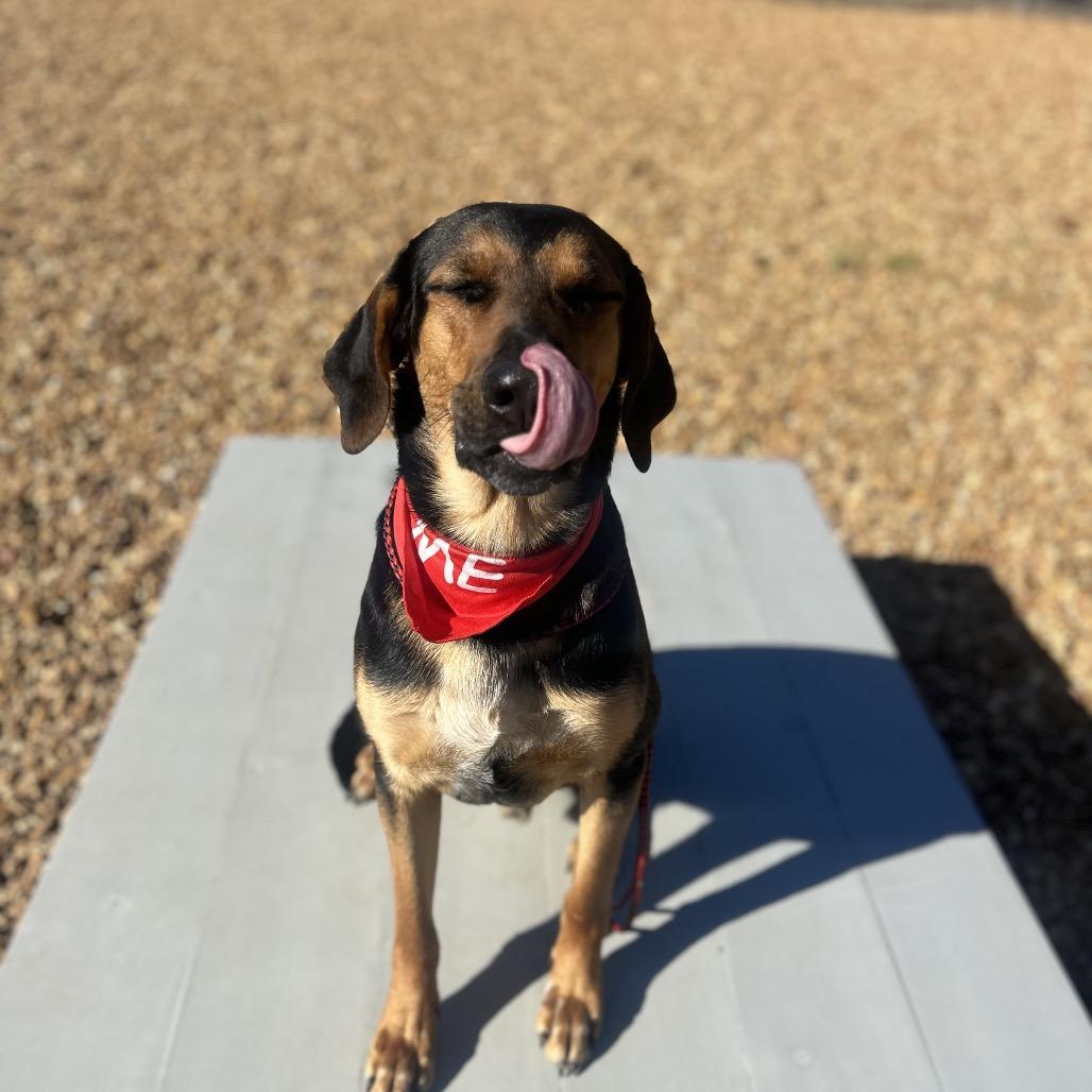 Rocky, Adoptable, Adult Male Hound.