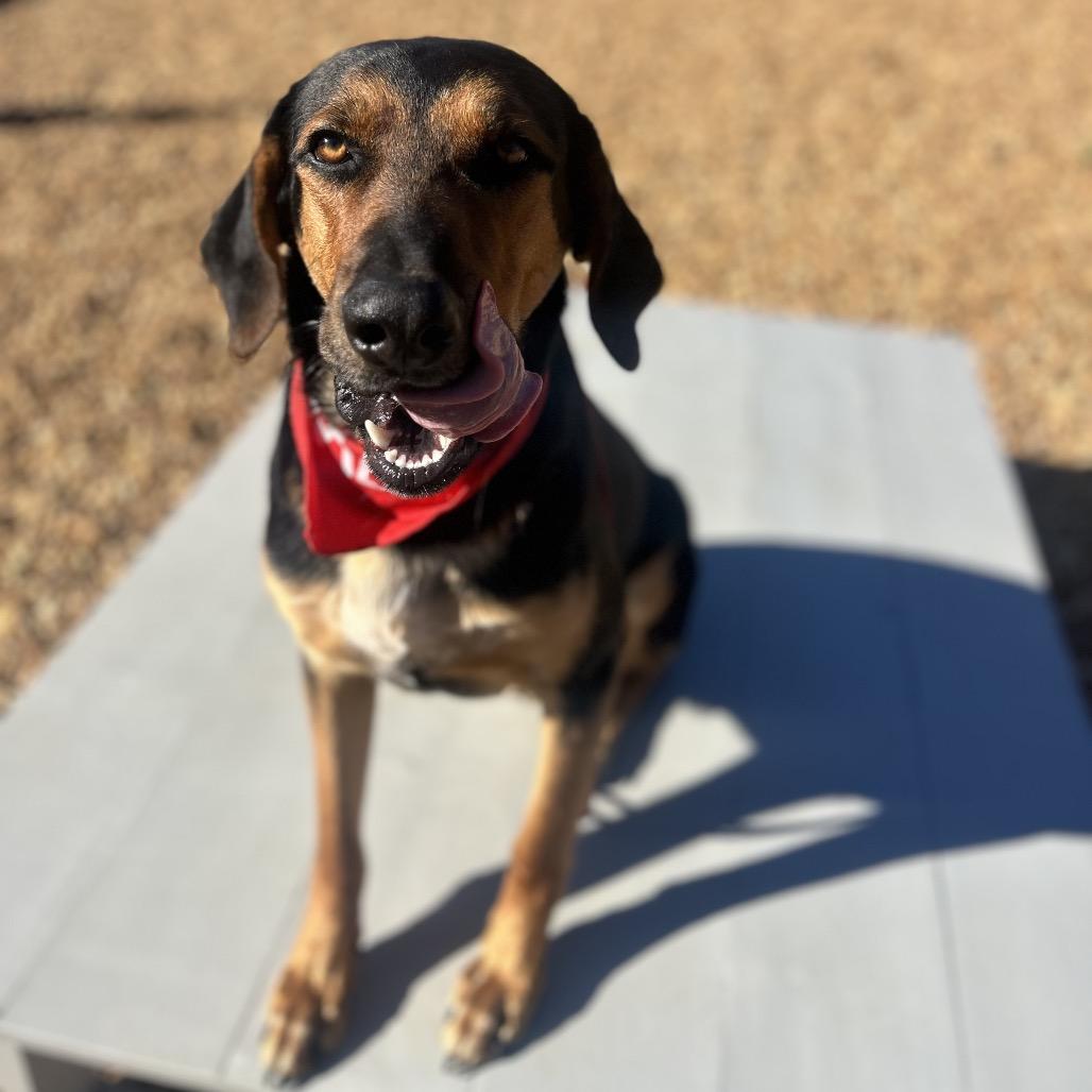Rocky, a Adoptable Hound in West Point, MS image 2/5