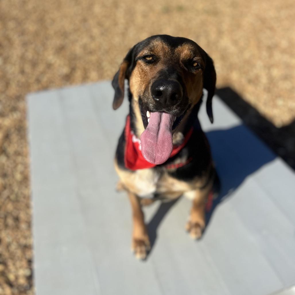 Rocky, a Adoptable Hound in West Point, MS image 3/5