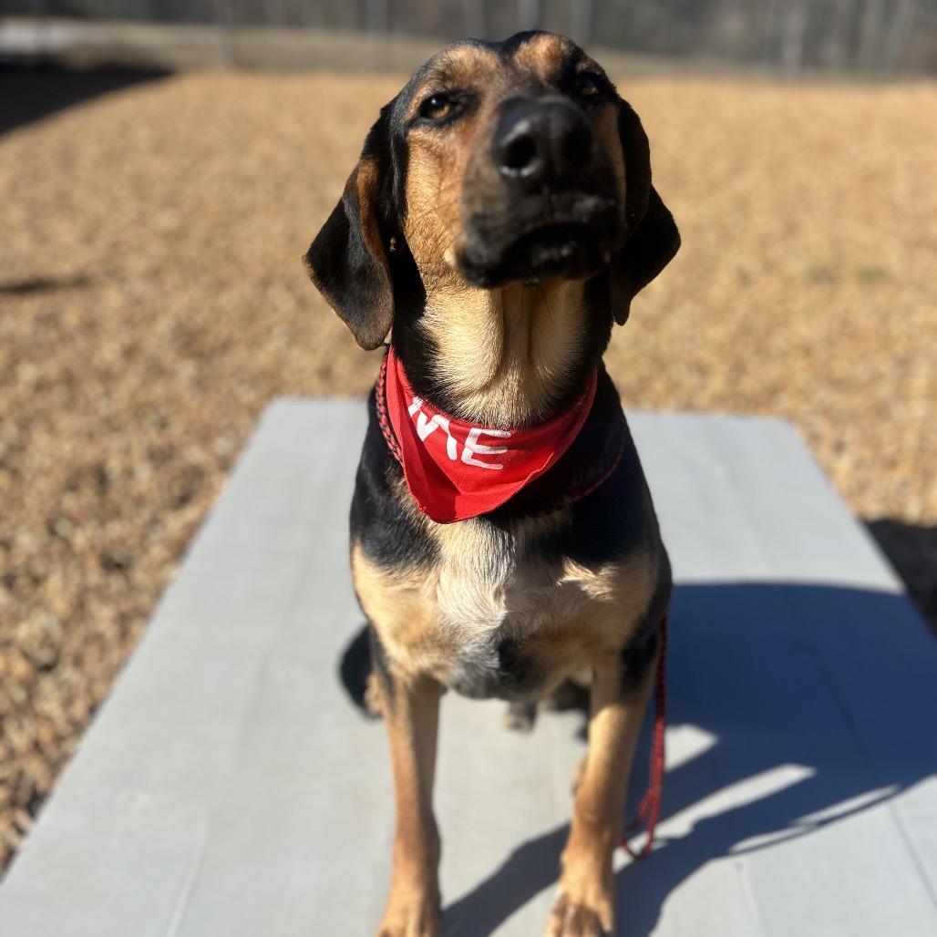 Rocky, a Adoptable Hound in West Point, MS image 4/5