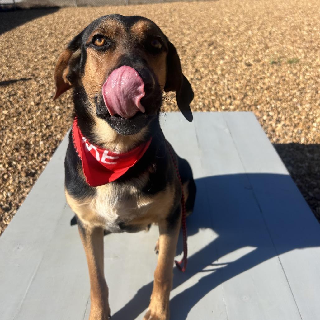 Rocky, a Adoptable Hound in West Point, MS image 5/5