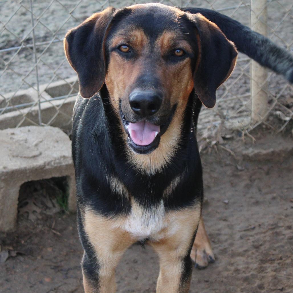 Enlarge Rocky, a Adoptable Hound in West Point, MS image 6/6