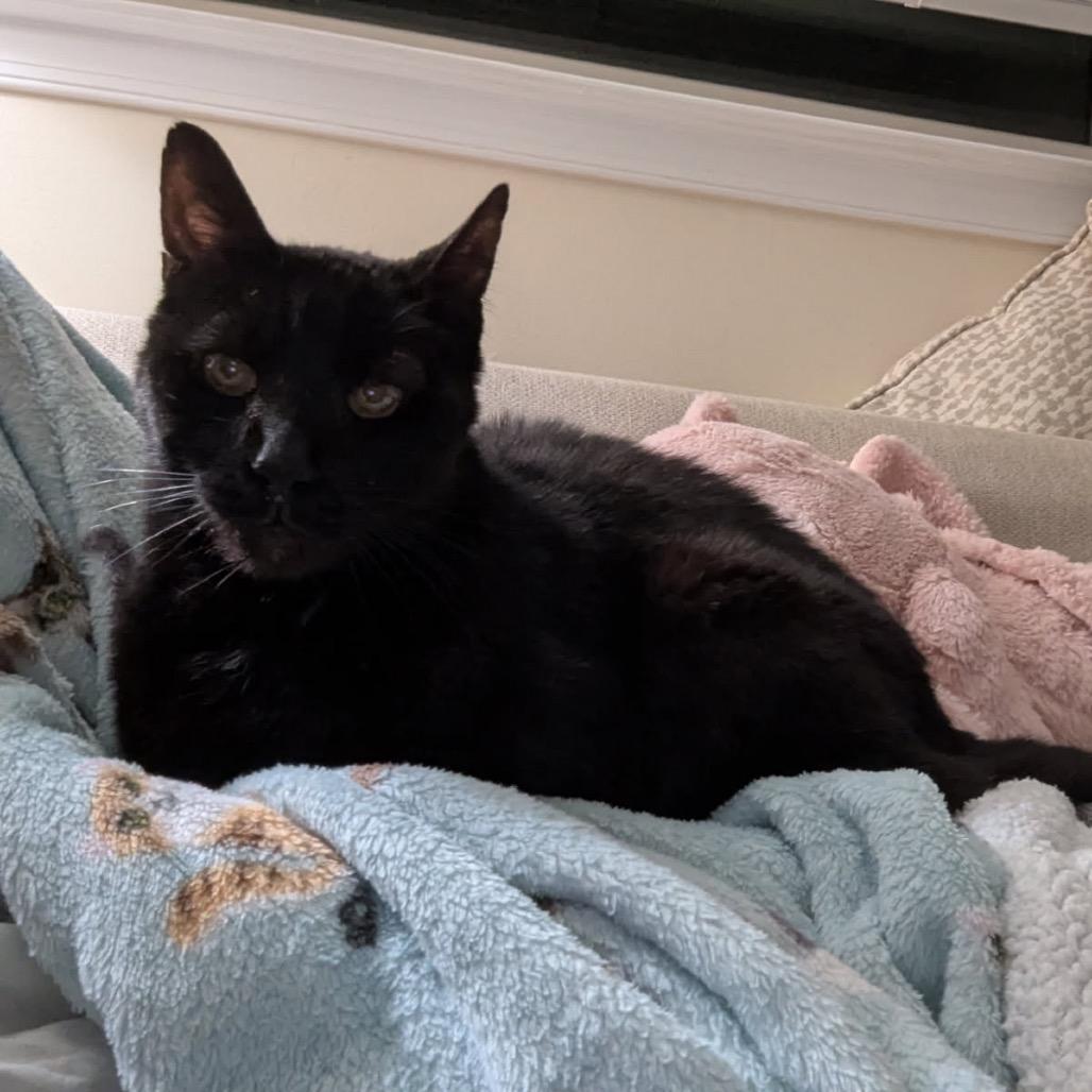 Dunkin — thumbnail 2