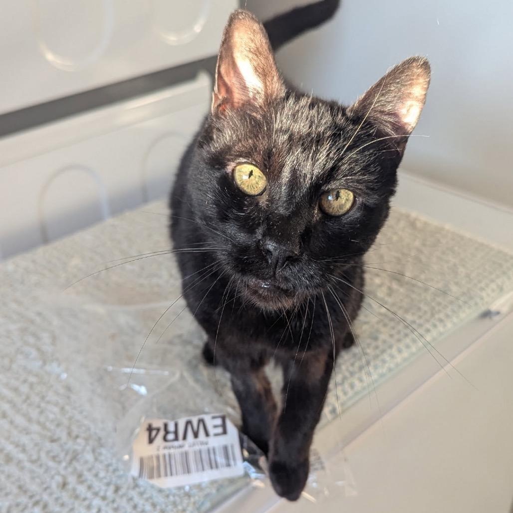 Dunkin — thumbnail 3