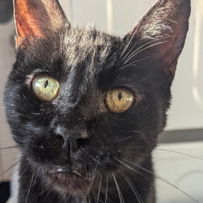 Dunkin — thumbnail 4