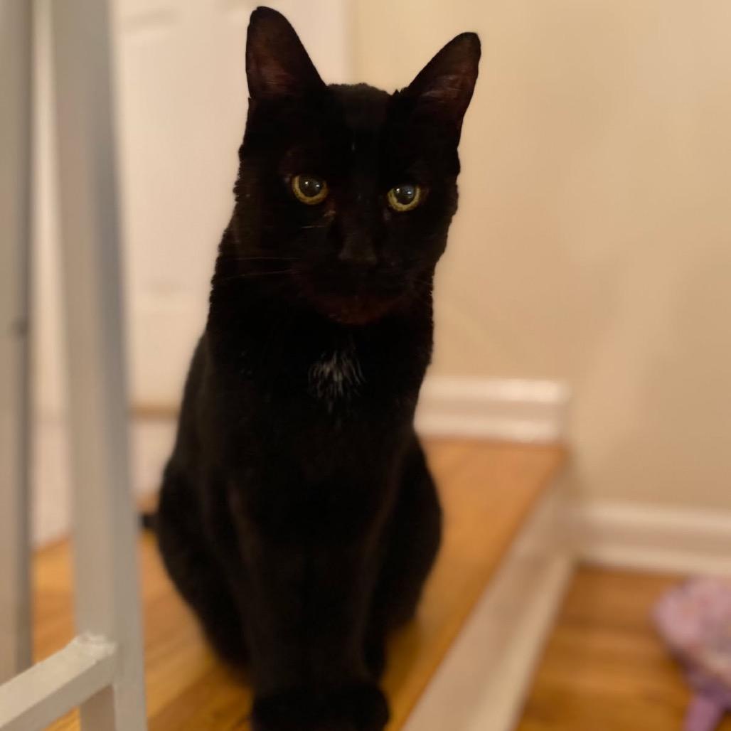 Dunkin — thumbnail 5