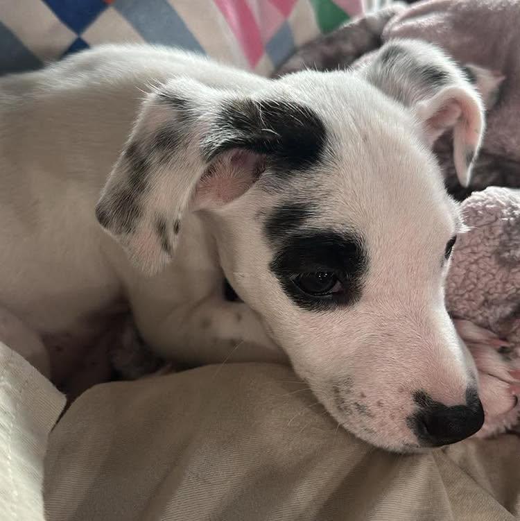 Enlarge Mabel, a Adopted mixed breed in Grand Island, NE image 2/4