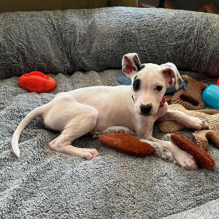 Enlarge Mabel, a Adopted mixed breed in Grand Island, NE image 1/4