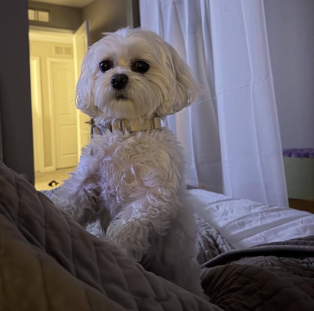 Enlarge Coco-Adopted, a Adopted mixed breed in Detroit, MI image 1/3