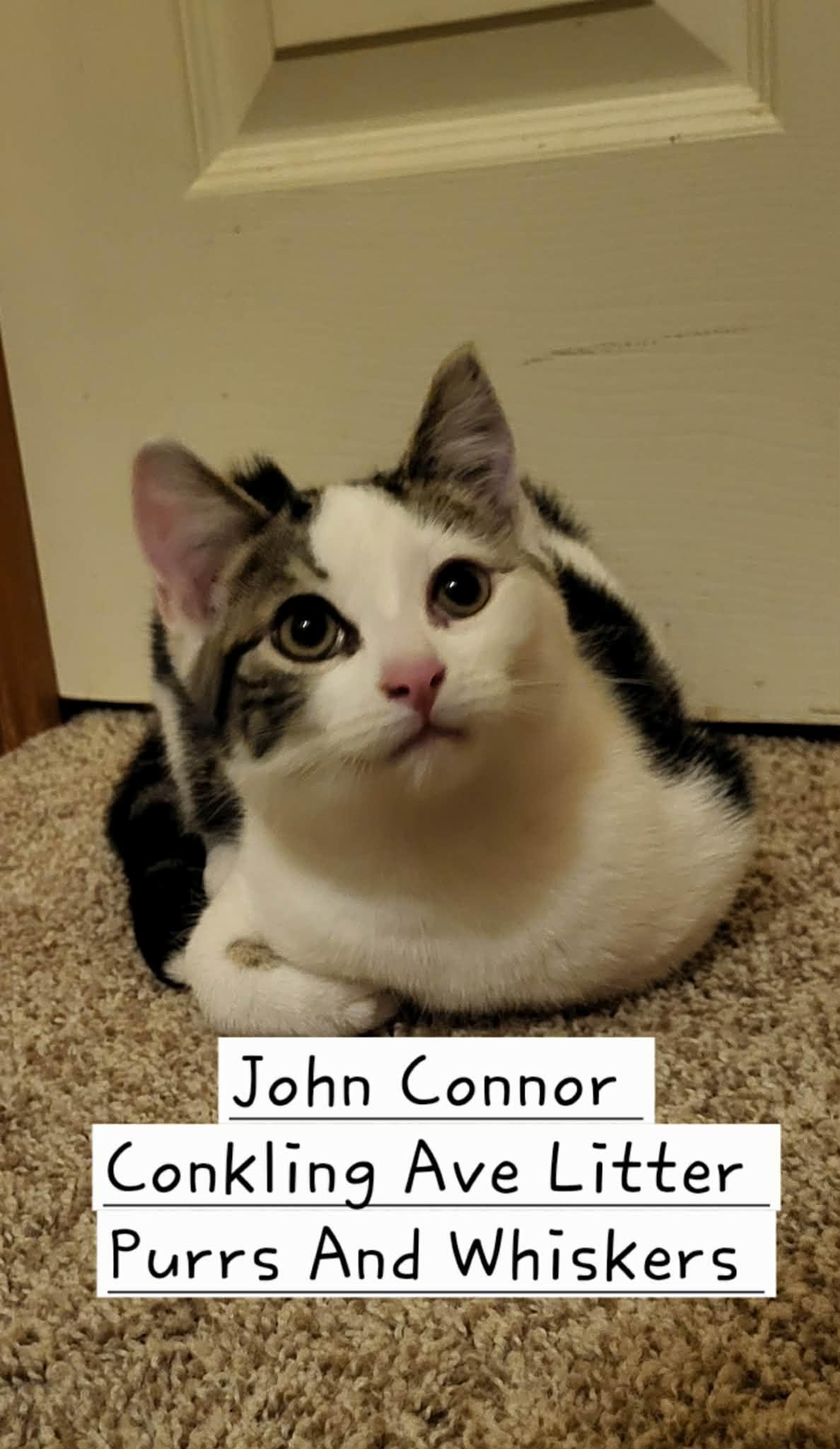 John Connor, ADOPTABLE, Kitten Male Domestic Short Hair.