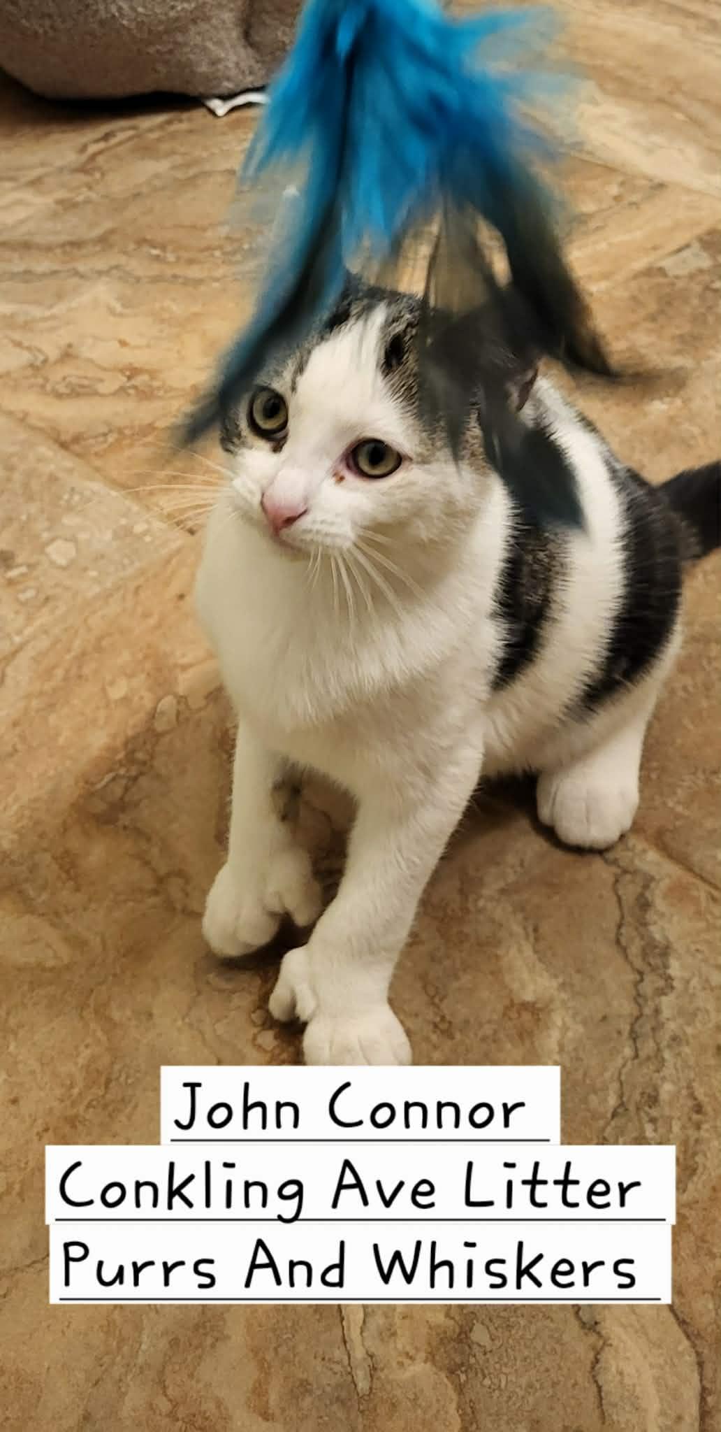 Enlarge John Connor, a ADOPTABLE Domestic Short Hair in New Hartford, NY image 2/2