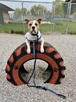 Hudson, a Adoptable mixed breed in Traverse City, MI image 3/5