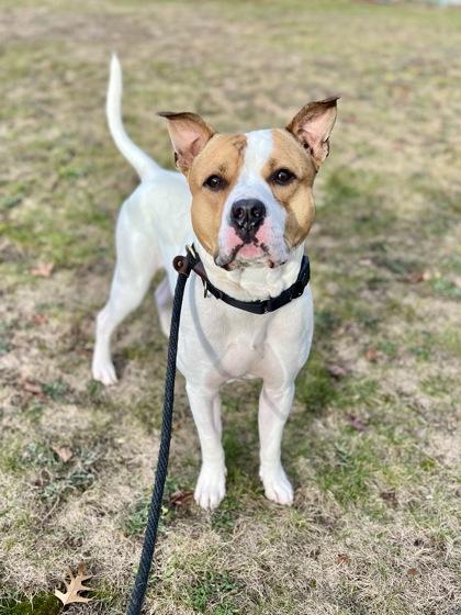 Hudson, a Adoptable mixed breed in Traverse City, MI image 5/5