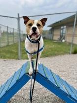 Hudson, a Adoptable mixed breed in Traverse City, MI image 4/5