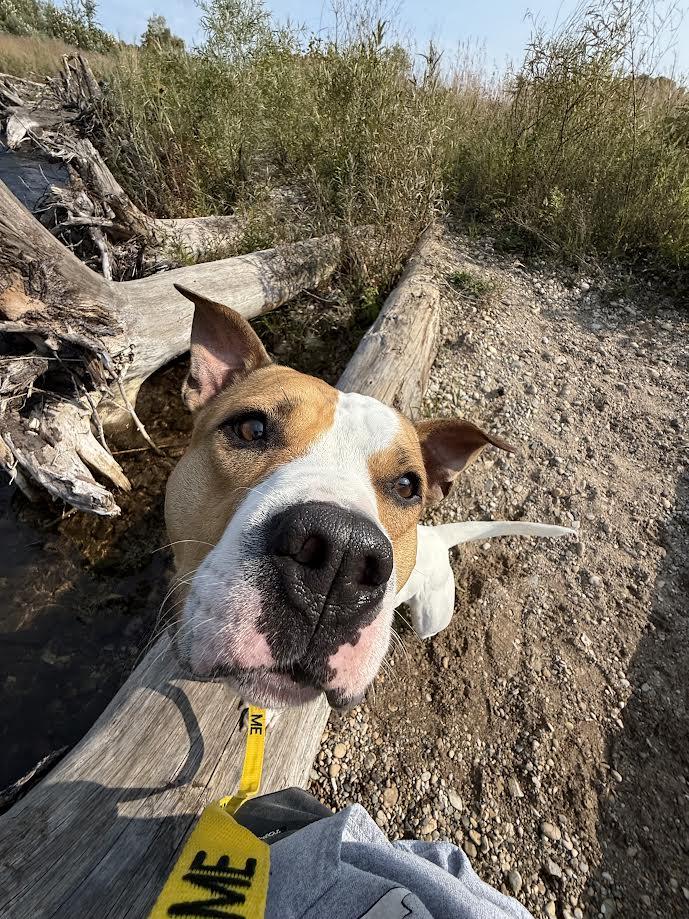 Hudson, an adoptable Pit Bull Terrier in Traverse City, MI, 49696 | Photo Image 4
