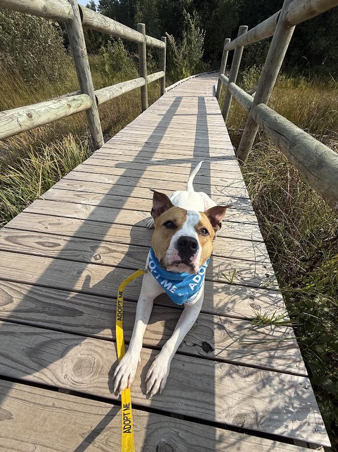 Hudson, an adoptable Pit Bull Terrier in Traverse City, MI, 49696 | Photo Image 1