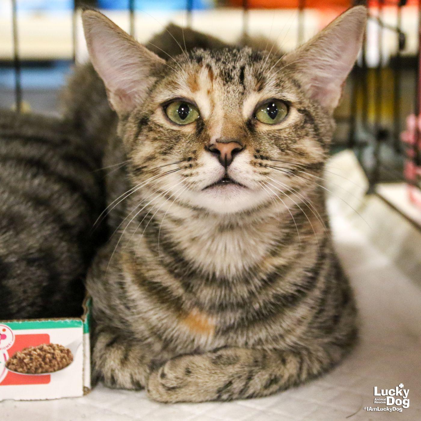 Due South, Adoptable, Young Female Domestic Short Hair.