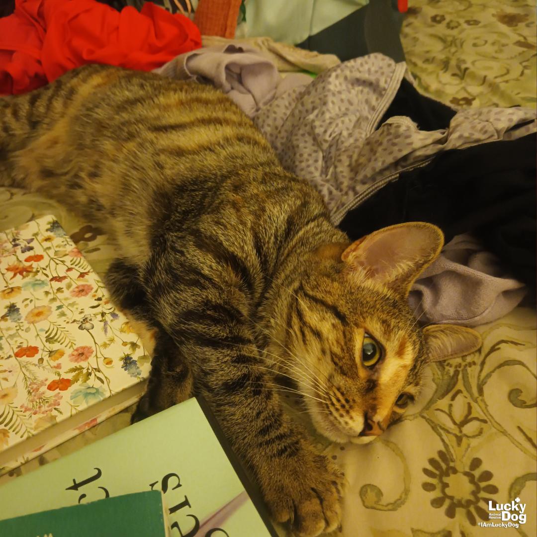 Enlarge Due South, a Adoptable Domestic Short Hair in Washington, DC image 2/3