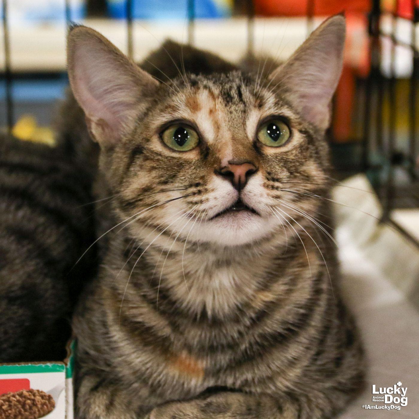Enlarge Due South, a Adoptable Domestic Short Hair in Washington, DC image 3/3