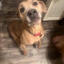 Penny, Adoptable, Young Female Pit Bull Terrier.