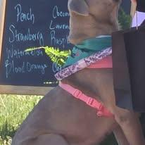 Enlarge Penny, a Adoptable mixed breed in Sweetwater, TN image 2/2