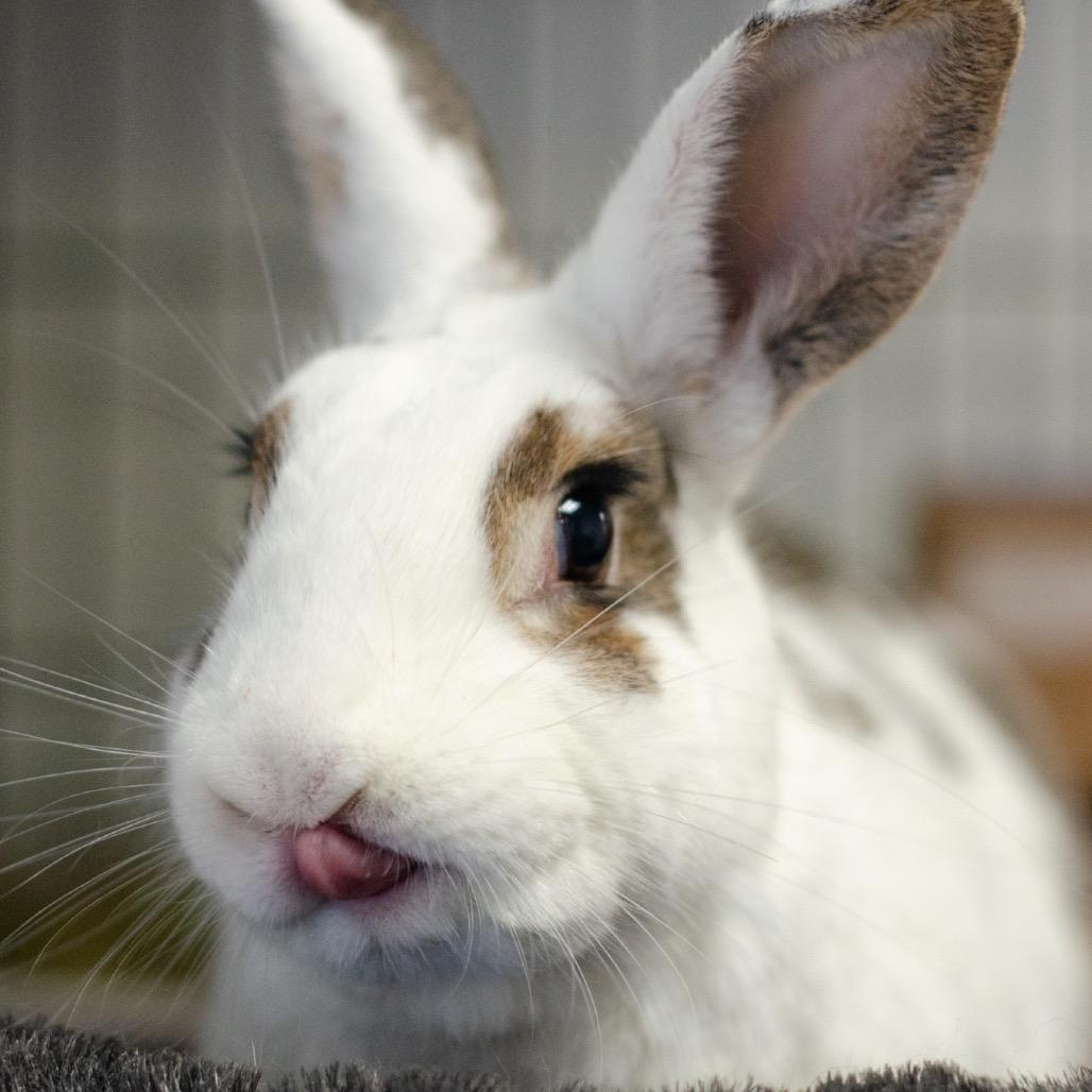 Enlarge Bellini, a Adoptable English Spot in Kennesaw, GA image 1/3