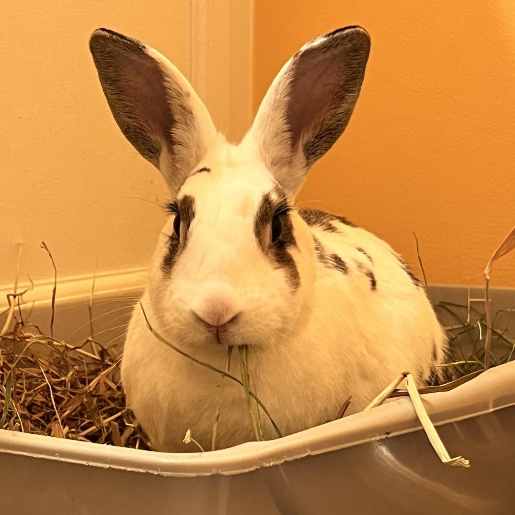 Enlarge Bellini, a Adoptable English Spot in Kennesaw, GA image 2/3