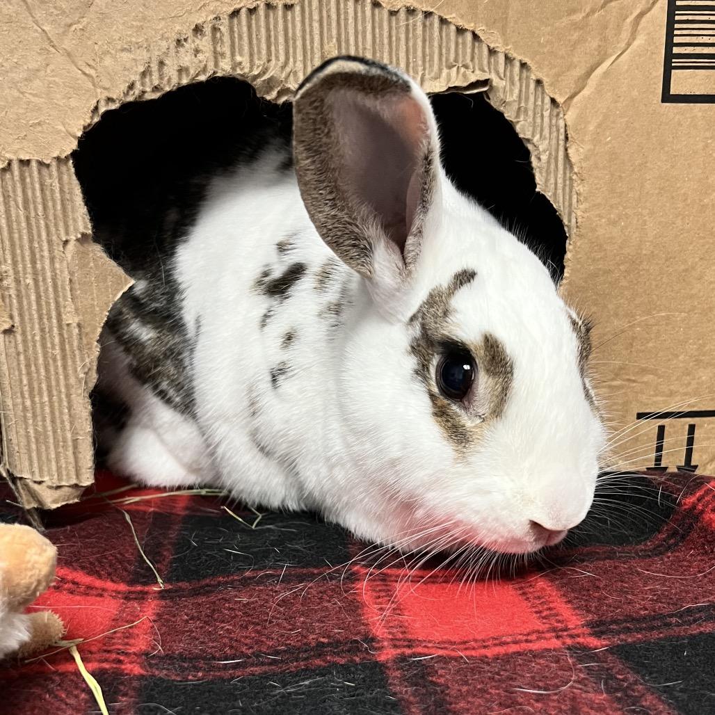 Enlarge Bellini, a Adoptable English Spot in Kennesaw, GA image 3/3