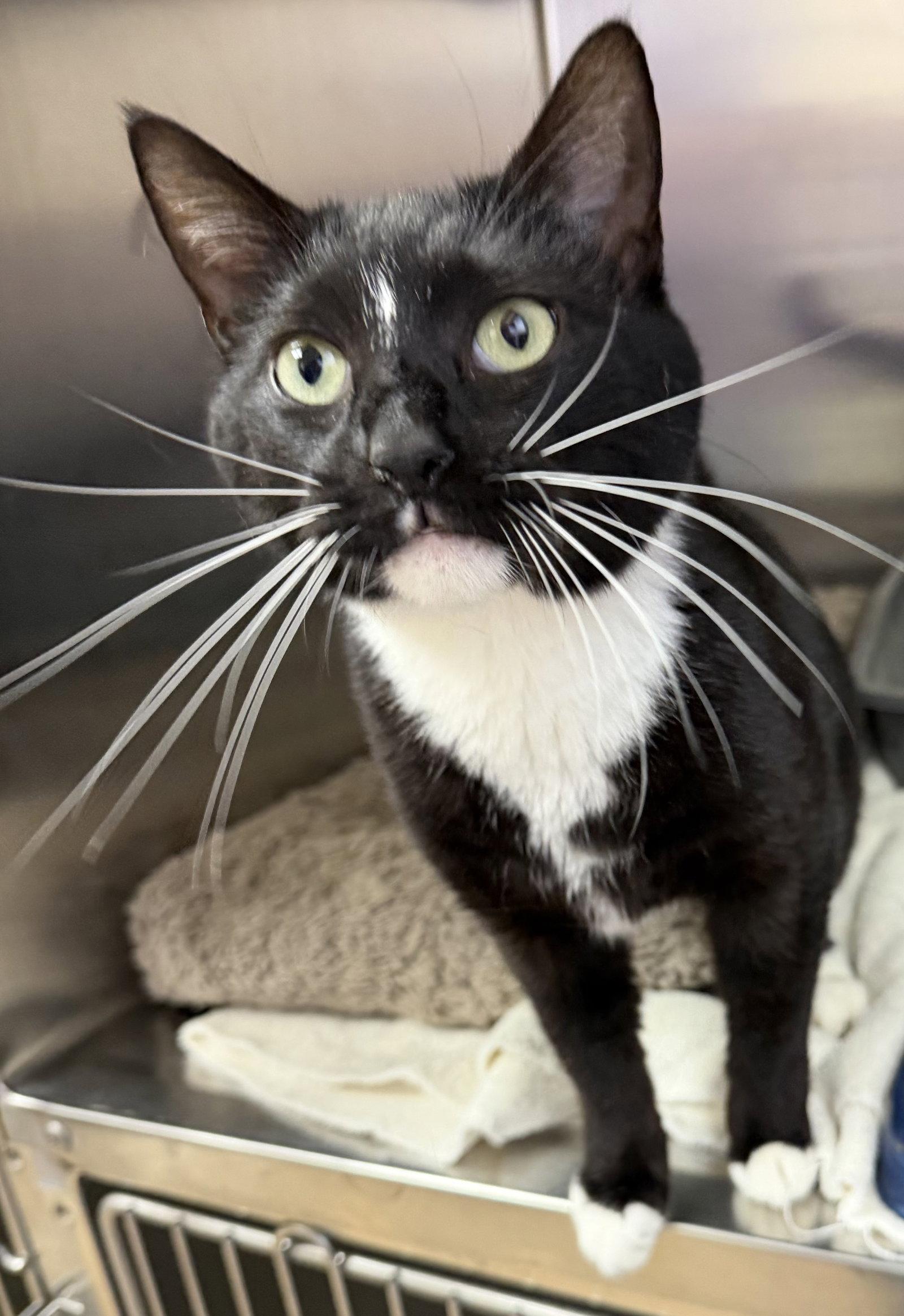 Enlarge Noodle Star, a Adopted Domestic Short Hair in Elkins, WV image 1/3