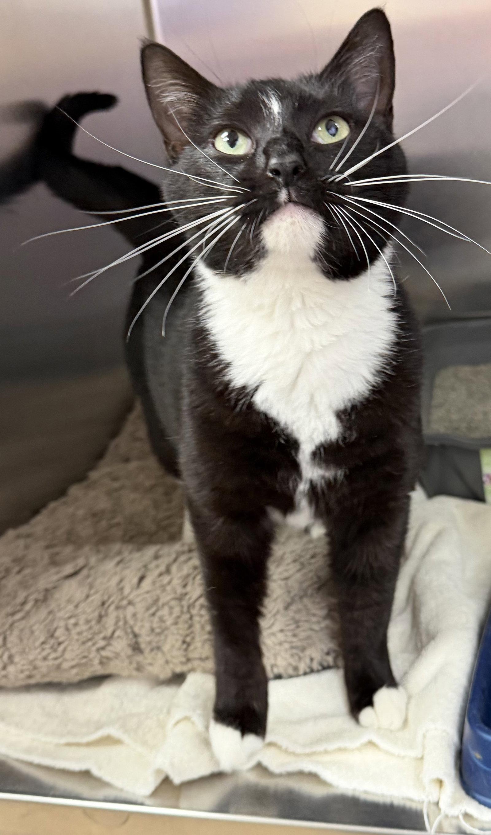 Enlarge Noodle Star, a Adopted Domestic Short Hair in Elkins, WV image 2/3