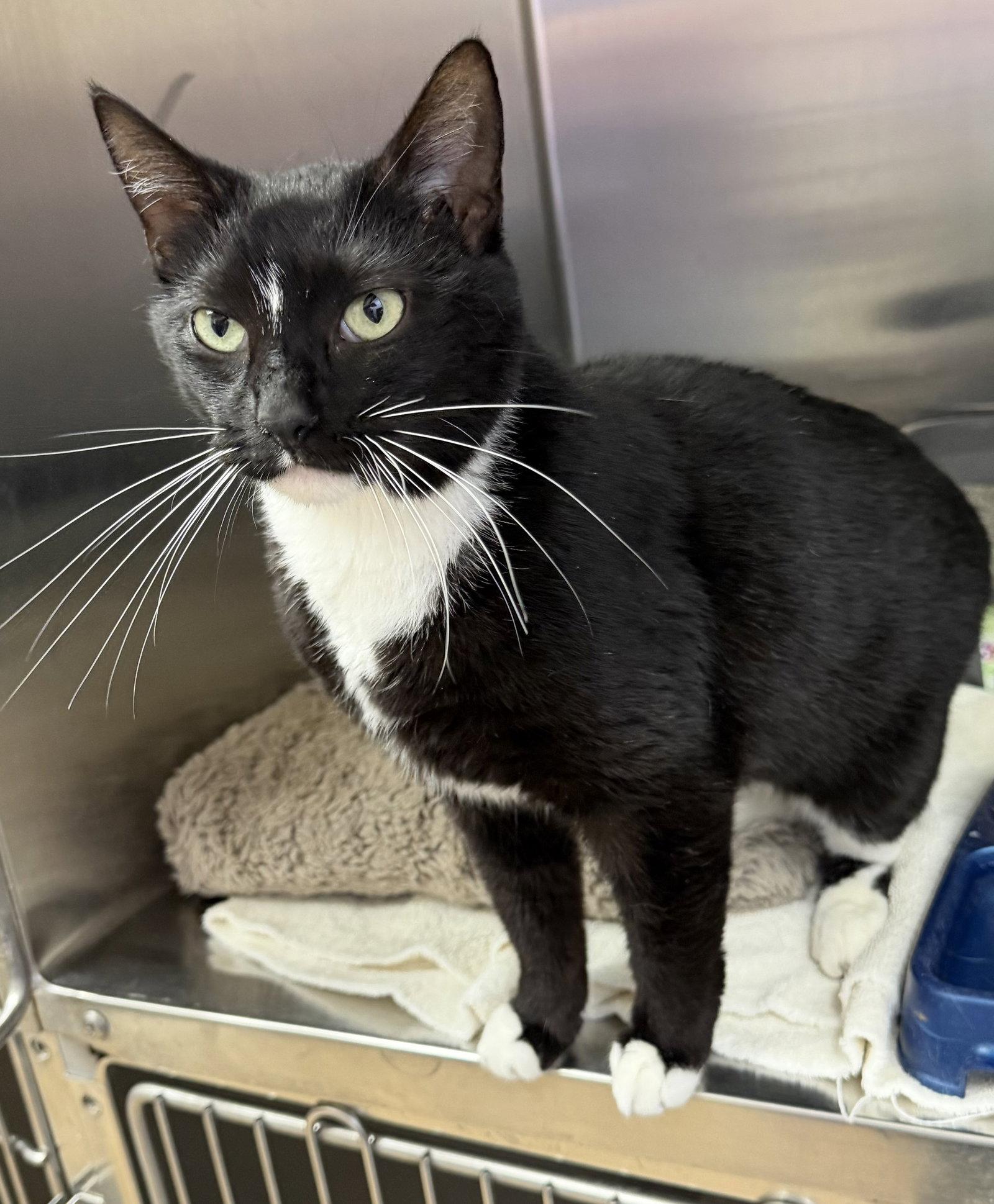 Enlarge Noodle Star, a Adopted Domestic Short Hair in Elkins, WV image 3/3