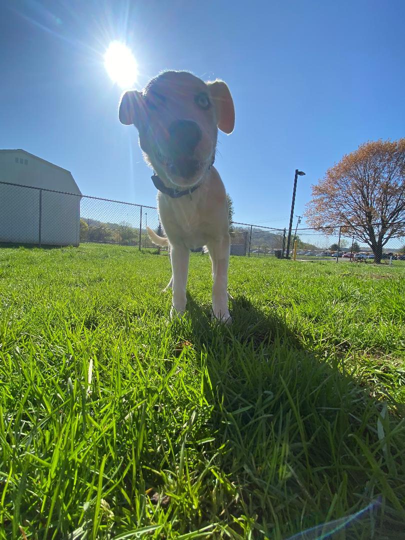 Robert Furwin, an adopted mixed breed in New Milford, CT image 2/2