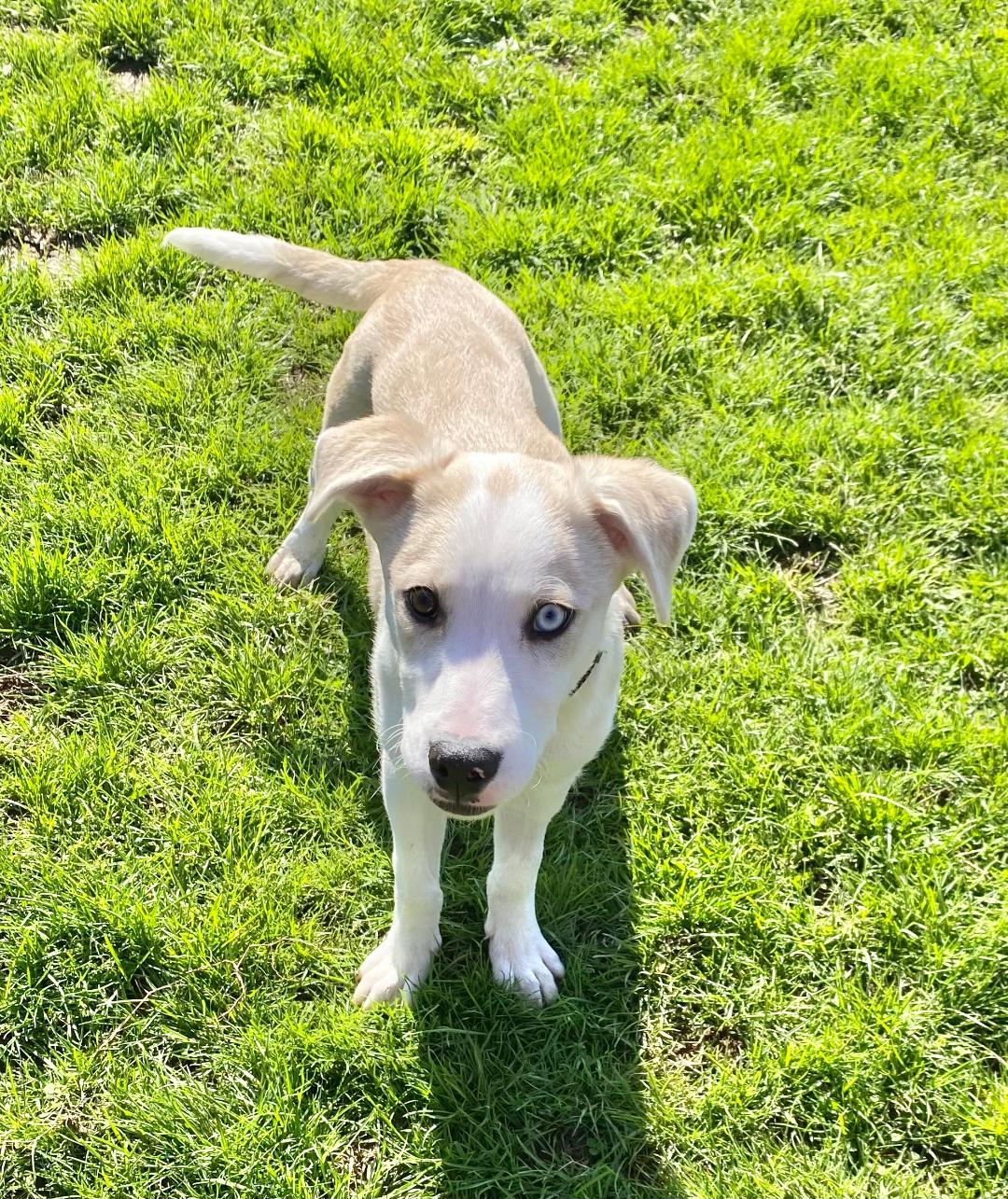 Robert Furwin, an adopted mixed breed in New Milford, CT image 1/2
