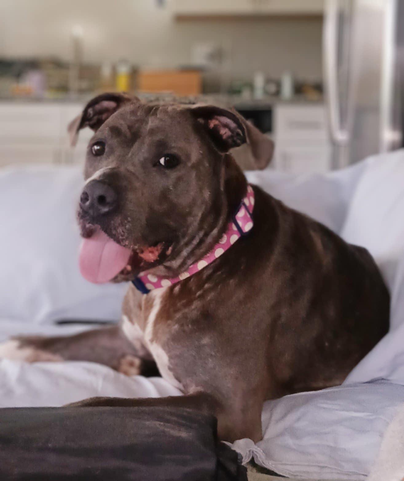 Sandy, Adult Female American Staffordshire Terrier
