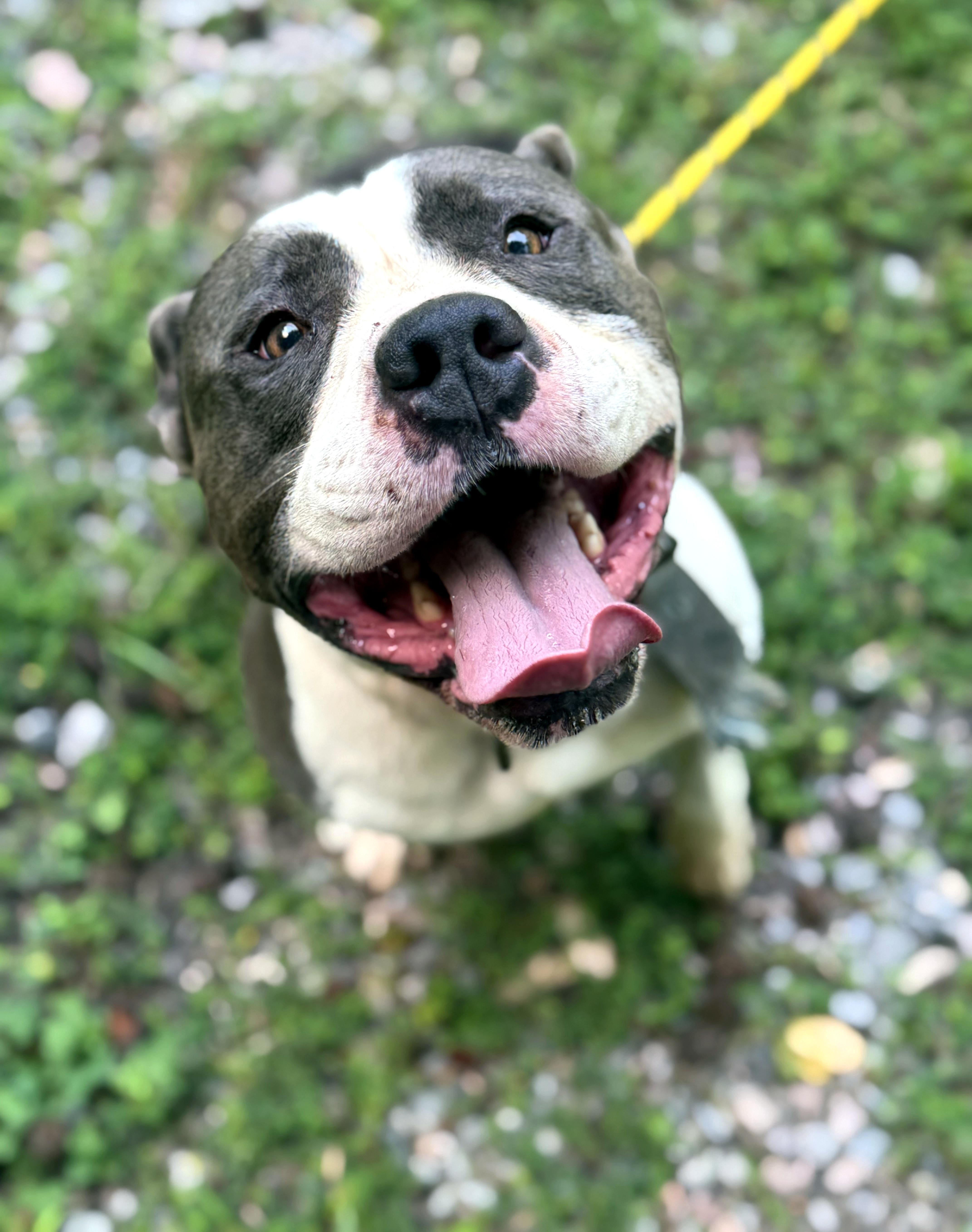Prince, a ADOPTABLE mixed breed in Petersburg, VA image 1/6