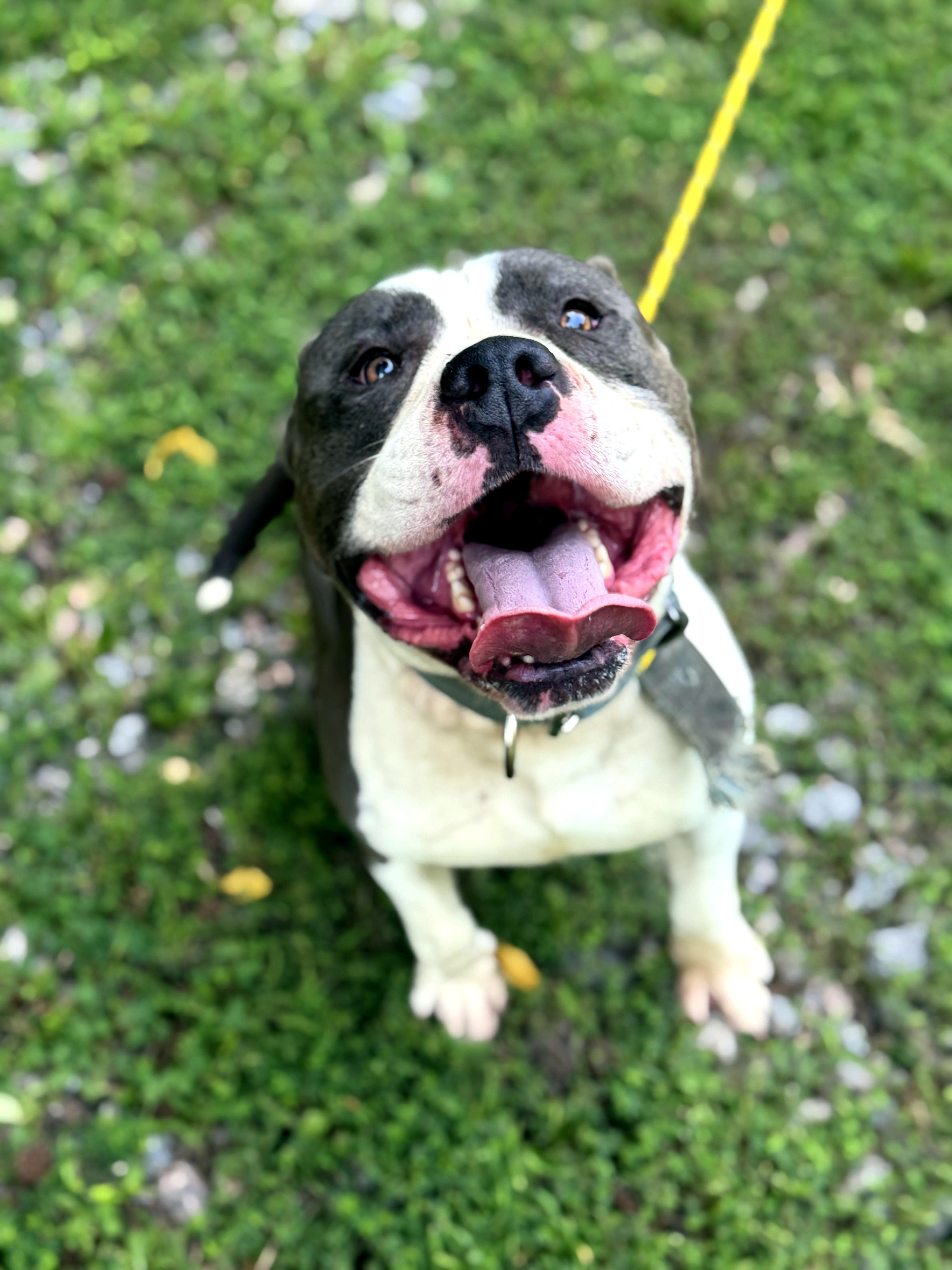 Prince, a ADOPTABLE mixed breed in Petersburg, VA image 4/6