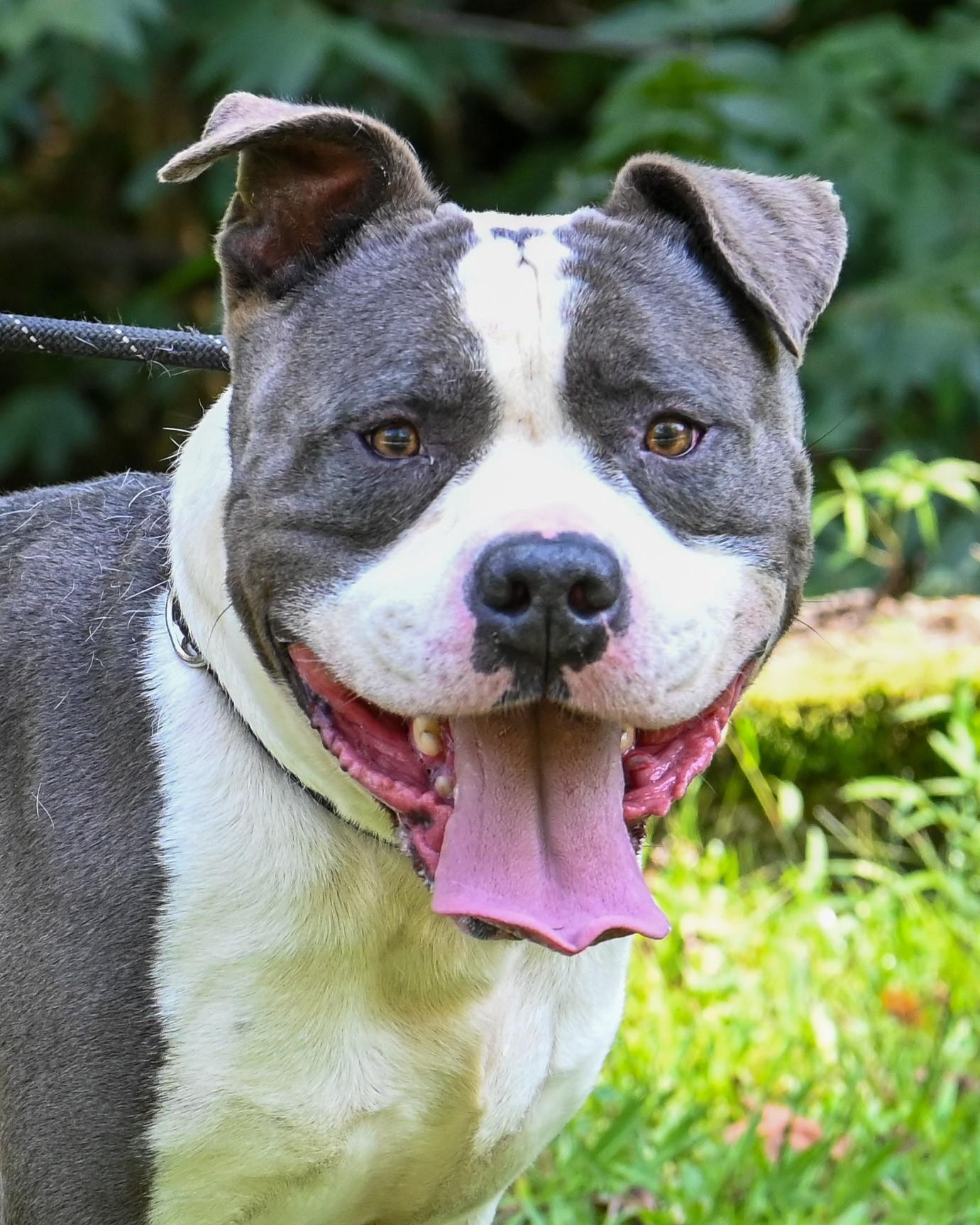 Prince, Adoptable, Adult Male American Bully & Pit Bull Terrier.